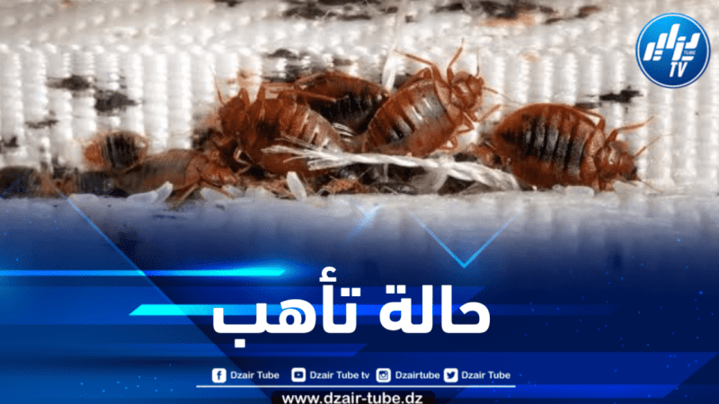 وزارة الصحة تُفعِل نظام اليقظة ضد أي إنتشار محتمل لحشرات “البق”