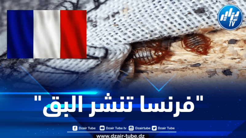 الفرنسيون ينقلون حشرة البق إلى كامل أوروبا