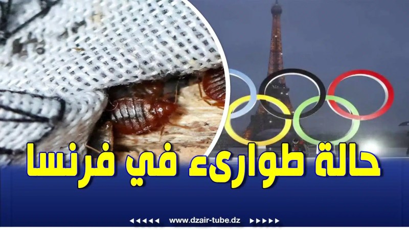 بالفيديو: خطير جدا.. لن تصدق عينك مما ستراه .. بق الفراش ينتشر في كل أرحاء فرنسا والحكومة لايمكنها فعل أي شيء