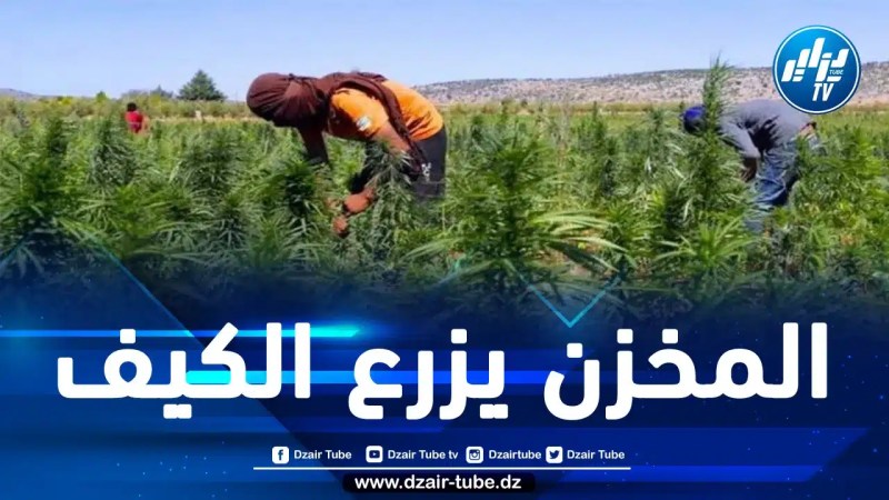 بهدف إحكام قبضته على المنطقة التي كانت وراء فضح صورته القاتمة .. المخزن يعتزم استحداث “منطقة اقتصادية” مخصصة لـ “نشاط” القنب الهندي بالحسيمة في إقليم الريف المحتل