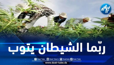 قاطعوا التعامل مع الصهاينة.. حتّى تجار الحشيش المغاربة أعلنوا توبتهم بتضامنهم مع سكان غزة فمتى يتوب المخزن؟