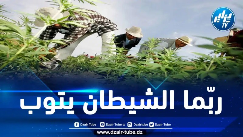 قاطعوا التعامل مع الصهاينة.. حتّى تجار الحشيش المغاربة أعلنوا توبتهم بتضامنهم مع سكان غزة فمتى يتوب المخزن؟
