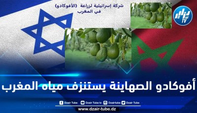 فاكهة الأفوكادو المنتَجة بالشراكة مع الصهاينة تستنزف ثروته المائية.. المغرب يصدّر مياهه في منتجات فلاحية لا تحقق له الأمن الغذائي وتضاعف من تداعيات الجفاف على المغاربة