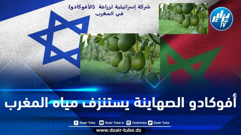 فاكهة الأفوكادو المنتَجة بالشراكة مع الصهاينة تستنزف ثروته المائية.. المغرب يصدّر مياهه في منتجات فلاحية لا تحقق له الأمن الغذائي وتضاعف من تداعيات الجفاف على المغاربة