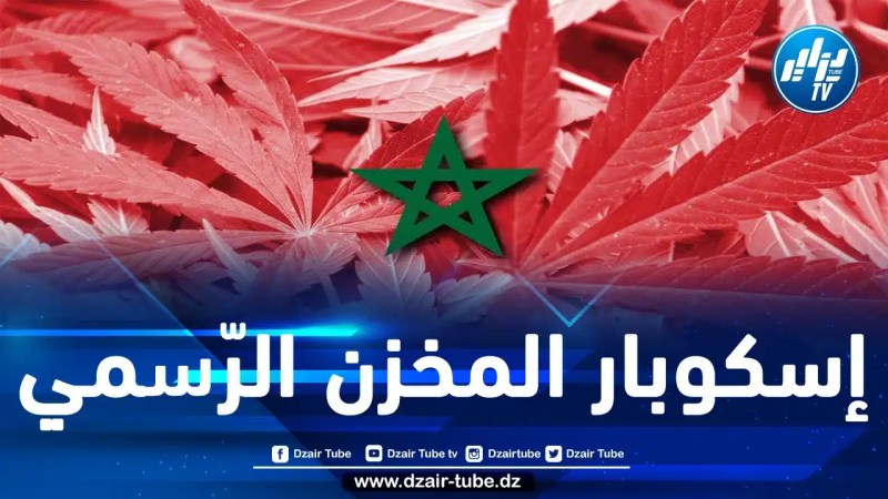 المغرب: هذه هي الكمية المنتَجة في أول محصول من القنب الهندي “المقنن” بعدما وافق المخزن على زراعته وتصديره لـ “أغراض طبية وصناعية”