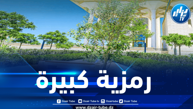 زيتونة القدس تزين باحة جامع الجزائر