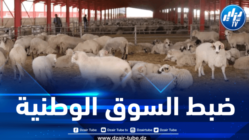 الجلفة: الشروع في ذبح الأغنام المستوردة من رومانيا