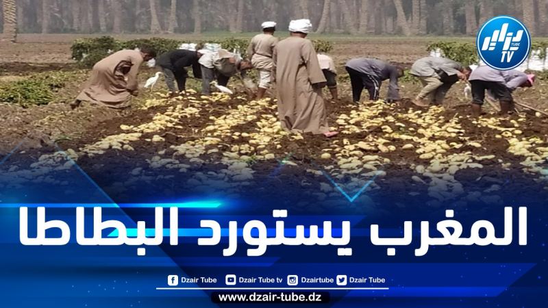 مصر توسع صادراتها من البطاطا إلى المغرب