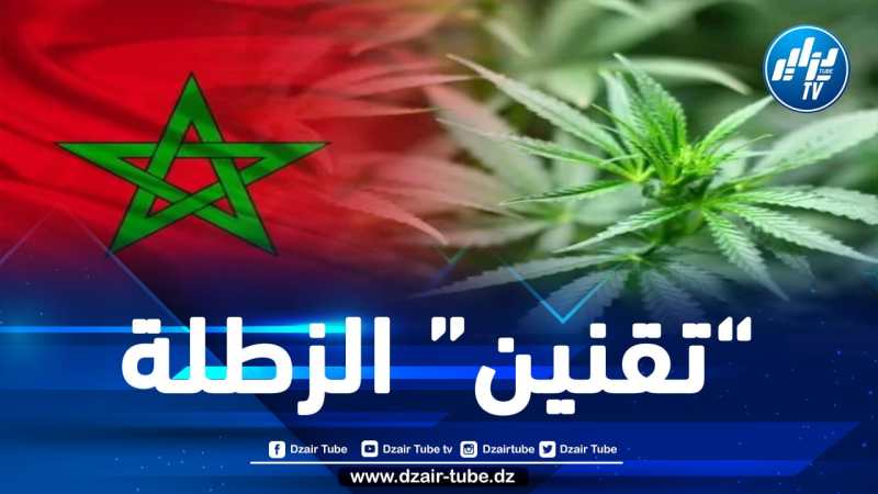 سلطات المخزن تمنح 2905 ترخيص لزراعة 2552 هكتار بالقنب الهندي