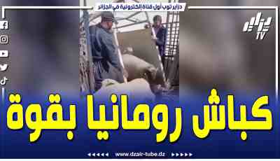 فيديو دزاير توب: الكباش الرومانية تدخل بقوة من أجل التحضير لعيد الأضحى .. خلطوها فالبلاطو على الموالين