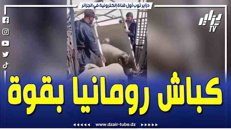 فيديو دزاير توب: الكباش الرومانية تدخل بقوة من أجل التحضير لعيد الأضحى .. خلطوها فالبلاطو على الموالين