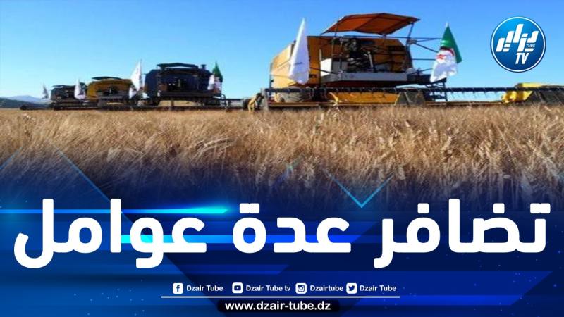 الأسباب وراء النجاح الباهر الذي حققه موسم زراعة الحبوب في الجنوب