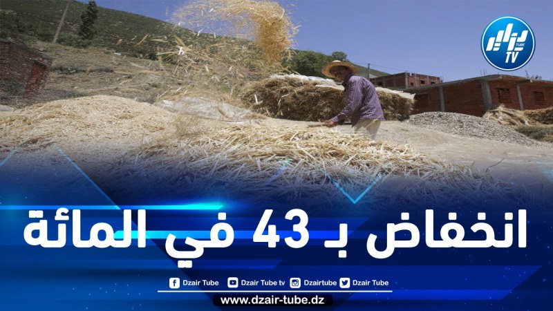تراجع كبير في إنتاج المغرب من القمح: وزارة الفلاحة تتوقع إنتاج 31,2 مليون قنطار مقابل 55,1 مليون قنطار خلال الموسم الماضي