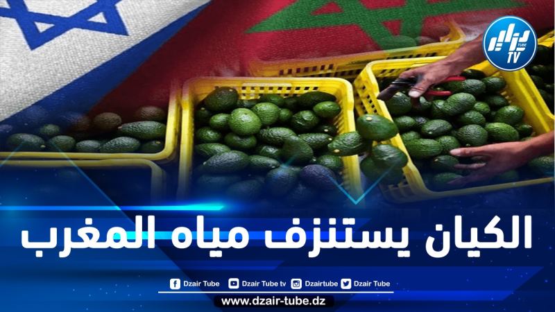 خبراء يحذرون من تمادي المغرب في سوء تسيير مياهه الجوفية وتبذير جزء هام منها على زراعة الأفوكادو  بالشراكة مع الكيان الصهيوني