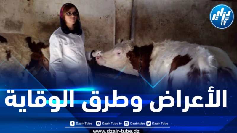 المفتشة البيطرية جعفري تتحدث لدزاير توب عن مرض الجلد العقدي المعدي البقري … الأعراض وطرق الوقاية