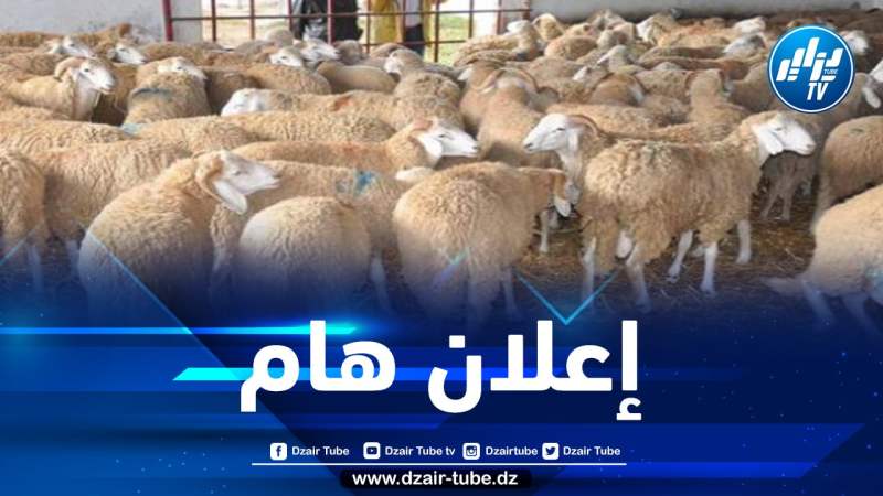 الشركة الجزائرية للحوم الحمراء تعلن عن انطلاق عملية بيع الأضاحي ابتداء من يوم السبت