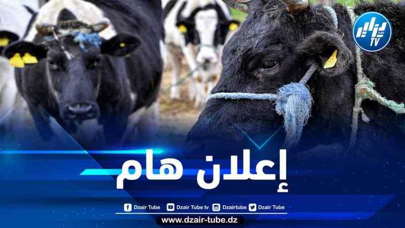بعد انتشار مرض الجلد العقدي المعدي لدى الأبقار…وزارة الفلاحة توضح