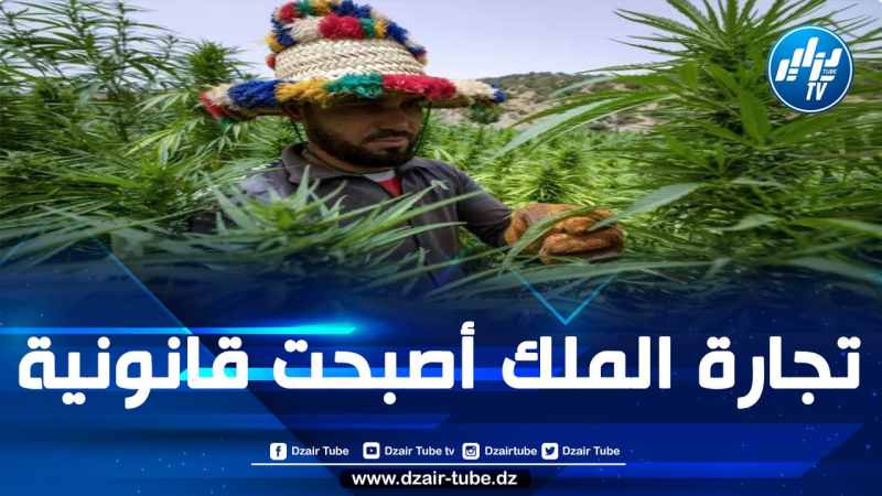 أكثر من 3 آلاف مزارع ينشطون في المجال.. المغرب يخصص 2700 هكتار لزراعة الكيف “المقنن” 
