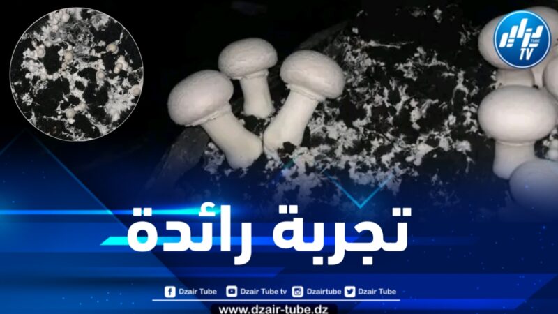 المدية : تجربة رائدة في إنتاج الفطر الباريسي الفاخر ببلدية الميهوب