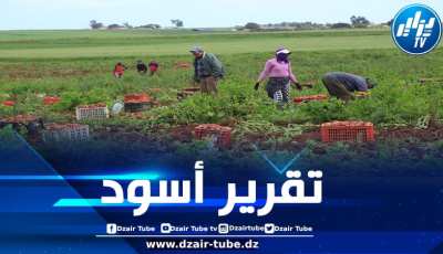 العاملات الزراعيات في “اشتوكة” المغربية يعشن أوضاعاً مزرية ويعانين من الاستغلال والتحرش جنسي