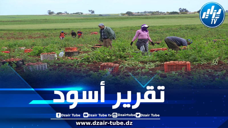 العاملات الزراعيات في “اشتوكة” المغربية يعشن أوضاعاً مزرية ويعانين من الاستغلال والتحرش جنسي