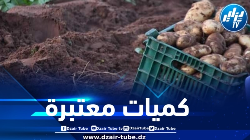 وزير الفلاحة: كميات معتبرة من البطاطا ما بعد الموسمية ستدخل الأسواق نهاية الشهر الجاري