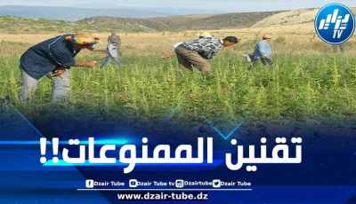 المغرب يرفع إنتاج القنب الهندي “المقنن” إلى 4082 طن خلال 2024