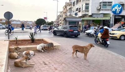 مطالب سحب تنظيم المونديال من المغرب سبب ”الكلاب الضالة”