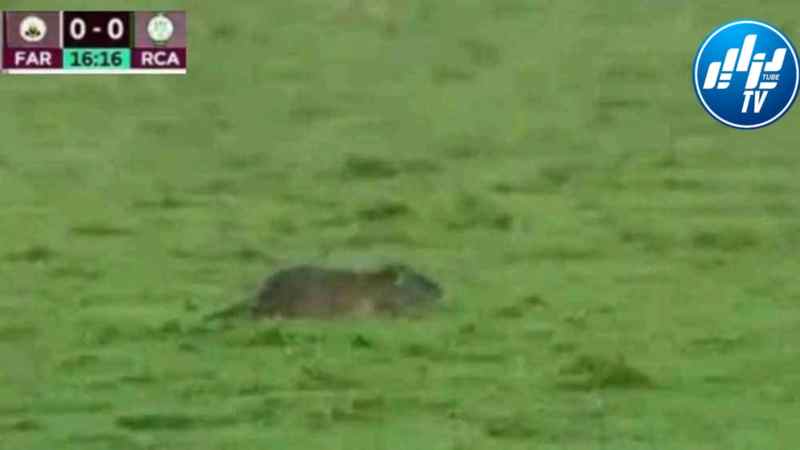 فأر يصنع الحدث في مباراة الدوري المغربي