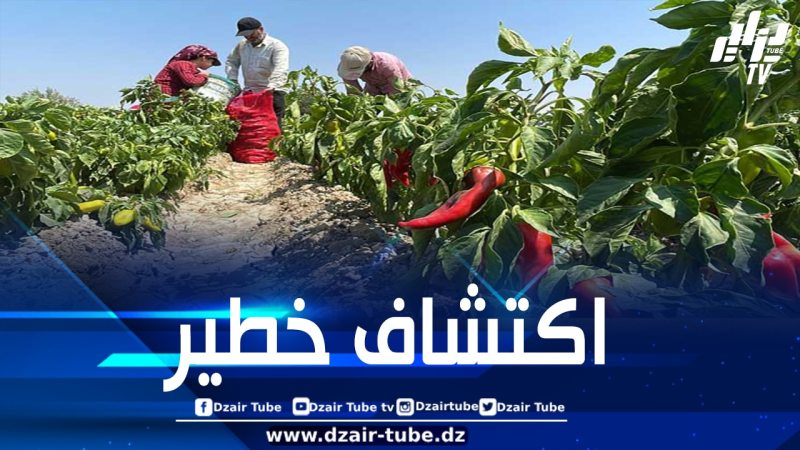 ألمانيا تسحب شحنة فلفل مغربي لاحتوائها على كميات مفرطة من المبيدات الحشرية