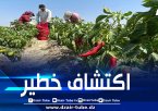 ألمانيا تسحب شحنة فلفل مغربي لاحتوائها على كميات مفرطة من المبيدات الحشرية