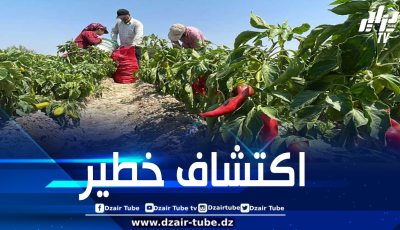 ألمانيا تسحب شحنة فلفل مغربي لاحتوائها على كميات مفرطة من المبيدات الحشرية