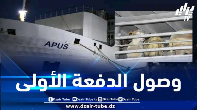 رسو أول باخرة محملة بـ 15 ألف رأس قادمة من دولة رومانيا