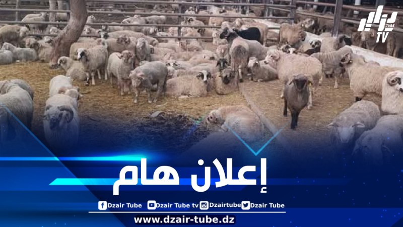 ألفيار تكشف عن موعد انطلاق عملية بيع الأضاحي المستوردة