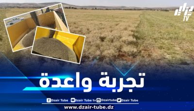 تجربة واعدة في إنتاج السلجم الزيتي بولاية المدية