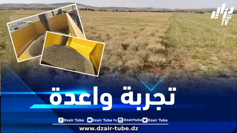 تجربة واعدة في إنتاج السلجم الزيتي بولاية المدية