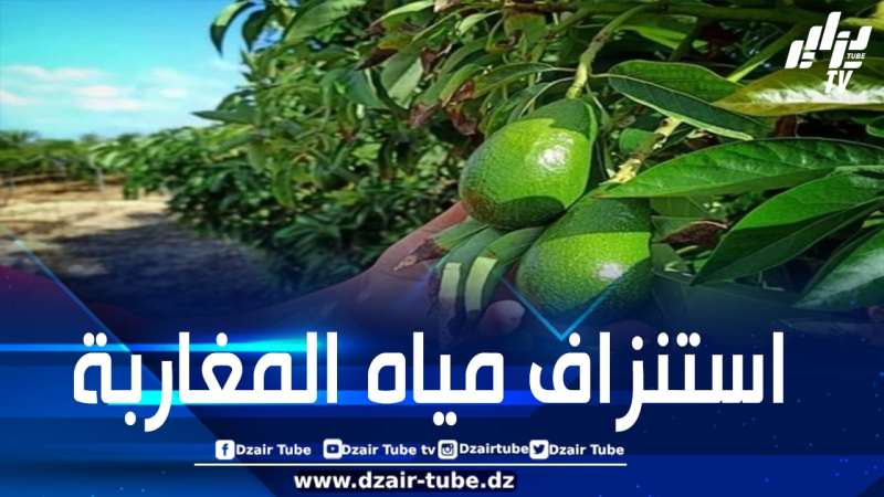 المغرب صدّر أزيد من مليار لتر من الماء عبر الأفوكادو رغم الجفاف