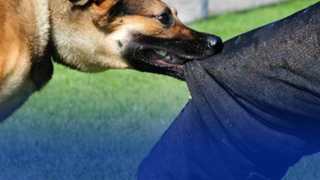 ذعر في القليعة… 7 ضحايا في هجوم كلب مسعور “مصاب بالكَلَب” ورئيس البلدية يصدر بيانا حول القضية