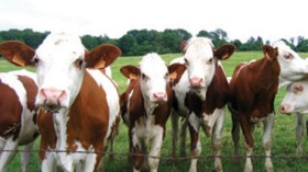 الجزائر ستخسر‮ ‬50‮ ‬ألف مليار بسبب الأبقار المستوردة