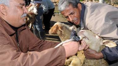 Moutons de l’Aid Al-Adha : des produits cancérigènes pour engraisser le bétail et des ruses pour arnaquer les Algériens