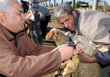 Moutons de l’Aid Al-Adha : des produits cancérigènes pour engraisser le bétail et des ruses pour arnaquer les Algériens
