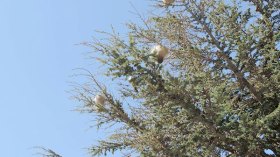 الجفاف والدودة الجرارة تهدد أشجار الأرز بالإضمحلال في غابات شيليا