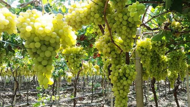 الفلاحون يطالبون بغرف تبريد للمحافظة على الأسعار