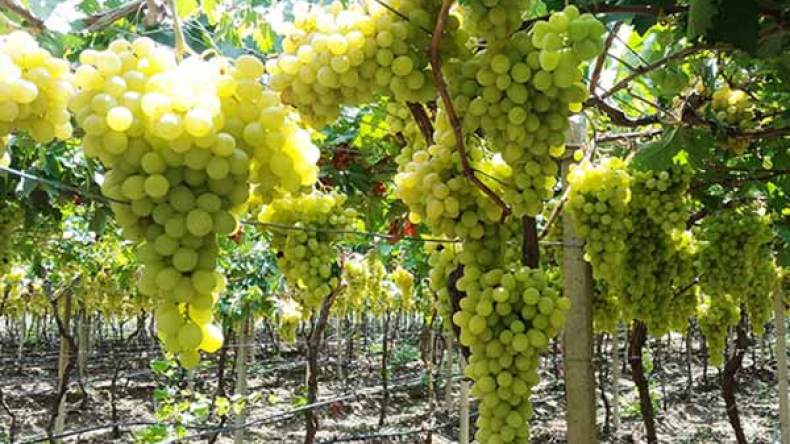 الفلاحون يطالبون بغرف تبريد للمحافظة على الأسعار