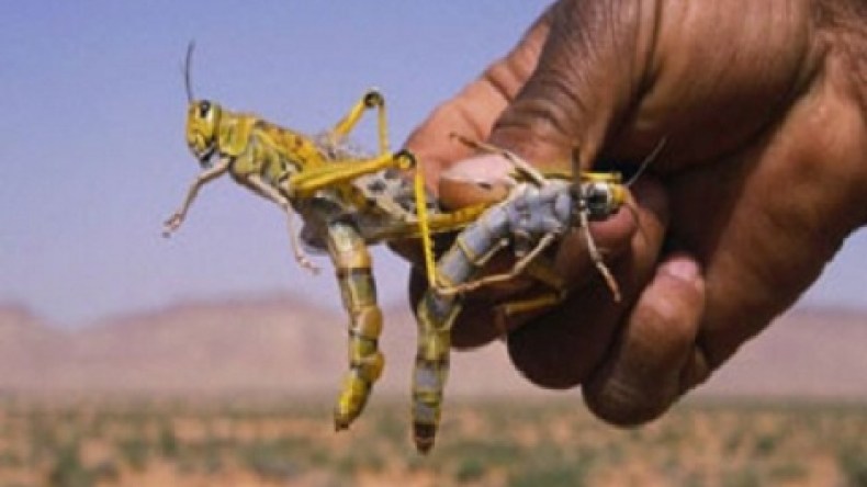 الجزائر تستبق موسم الجراد بـ 50 مليون دولار