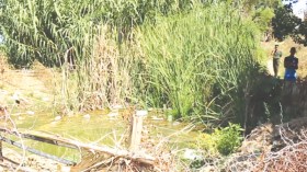 اليوم كوليرا وغدا دينصورات!