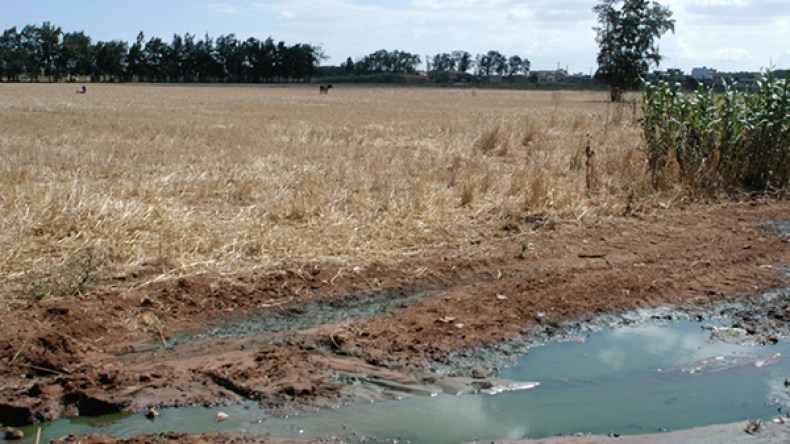 عشرات البساتين والمحاصيل تسقى بمياه الصرف الصحي ببومرداس