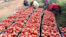 شعبة الطماطم تسجل أرقاماً قياسية وتتعدى 175 ألف طن بالوادي