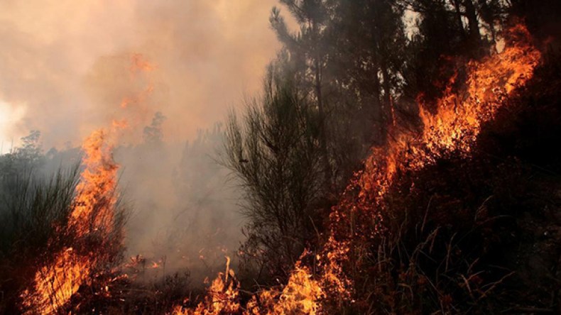 حرائق تأتي على عشرات الهكتارات بتيزي وزو