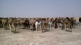 رعاة من الوادي يطالبون بإسترجاع إبلهم المحتجزة في خنشلة